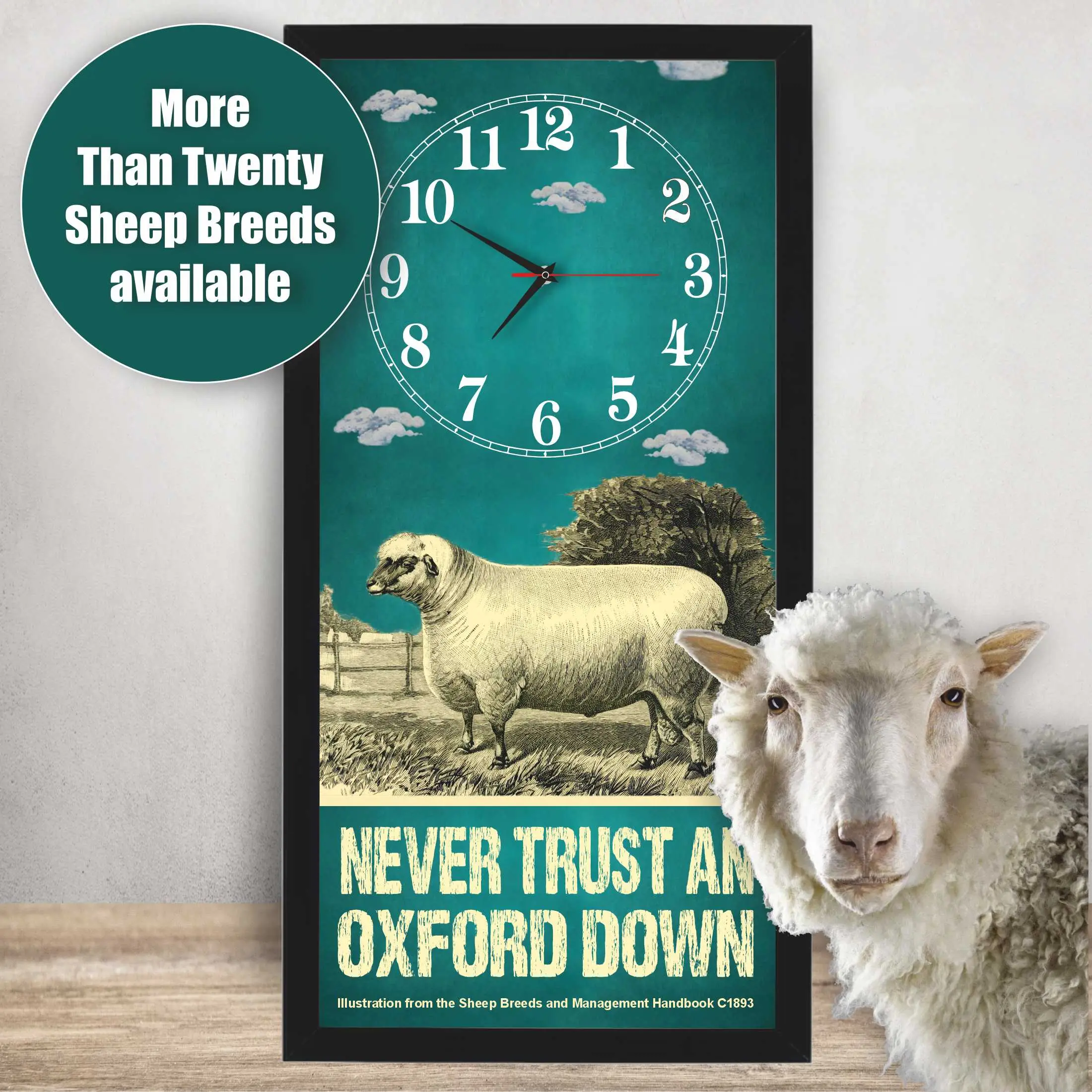 Oxford Down Ram Sheep Clock – Never Trust An Oxford Down lifestyle photo, black frame